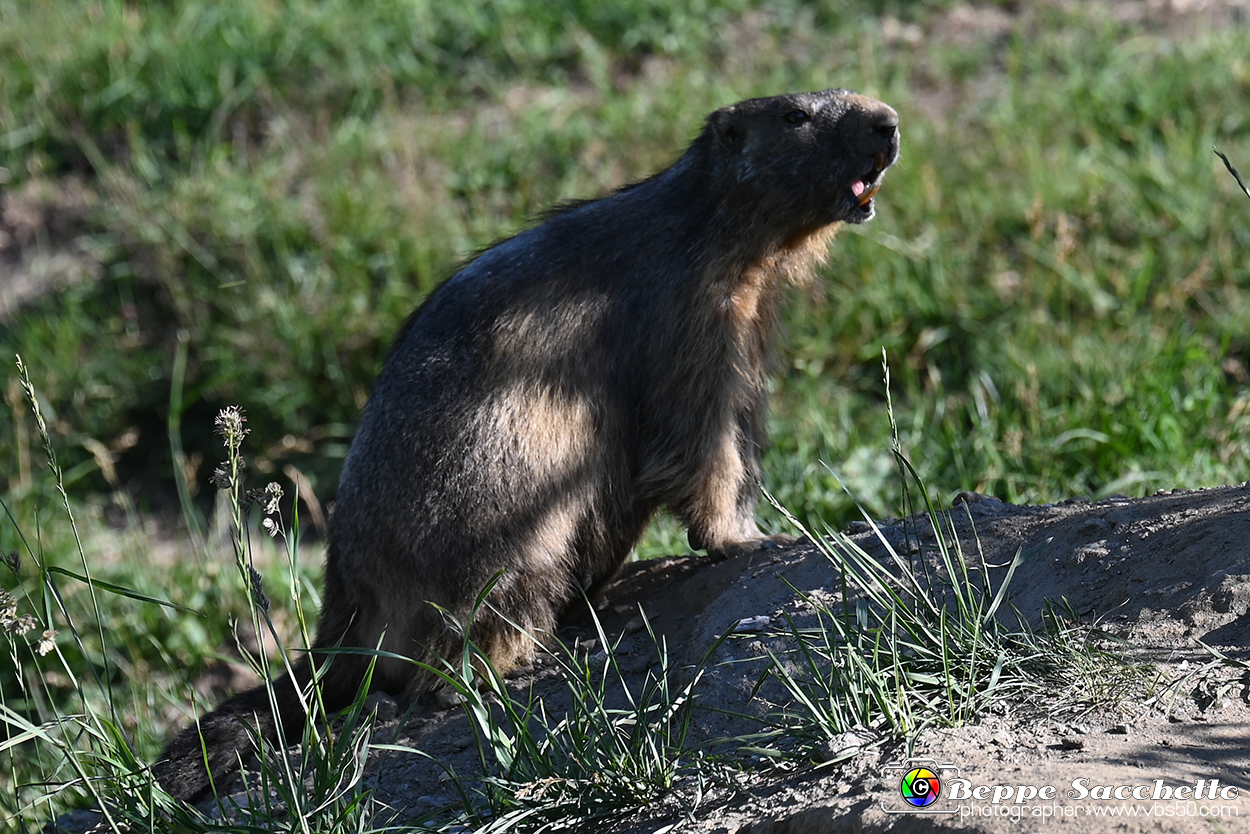 VBS_1 -  Plateau du Mont-Cenise, Grand Croix, Marmotte_-_0067 mt.jpg